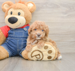 7 week old Poodle Puppy For Sale - Premier Pups