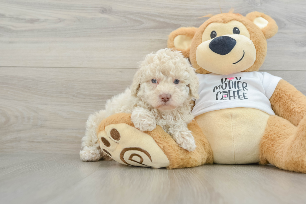 Petite Pooodle Purebred Puppy