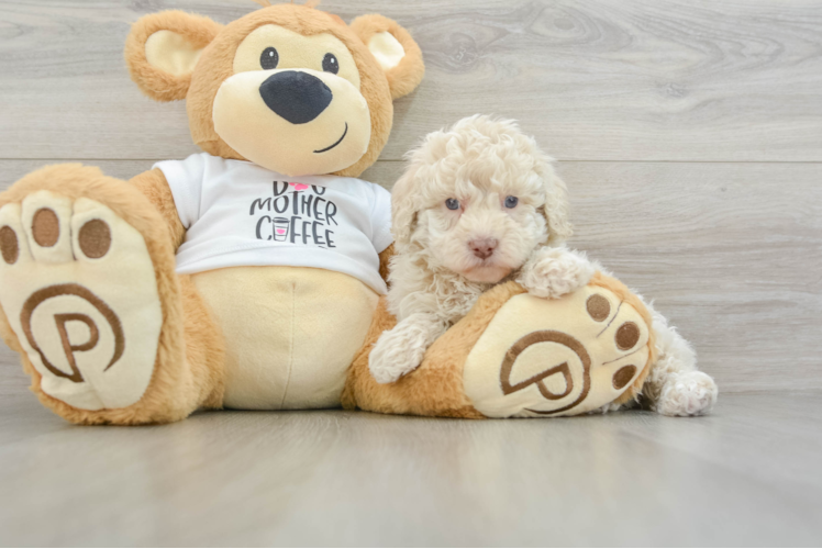 Friendly Poodle Baby