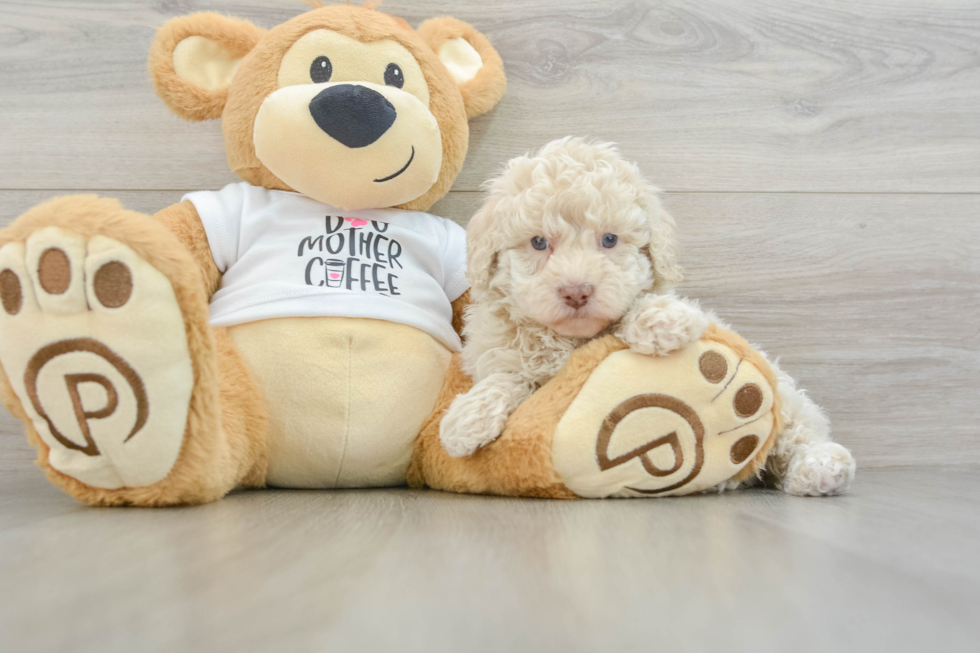Friendly Poodle Baby