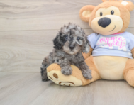 8 week old Poodle Puppy For Sale - Premier Pups