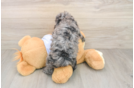 Little Poodle Baby