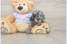 Best Poodle Baby