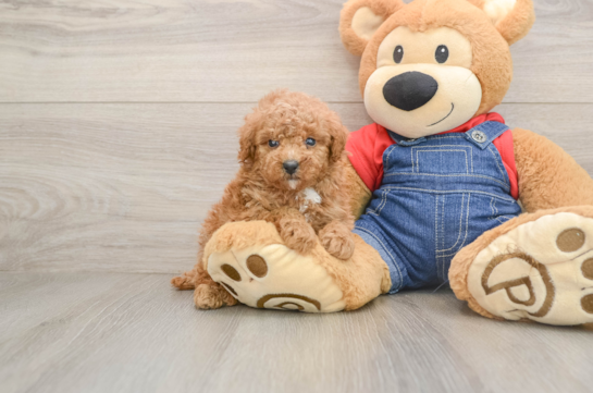 ROYCE, a Poodle littermate