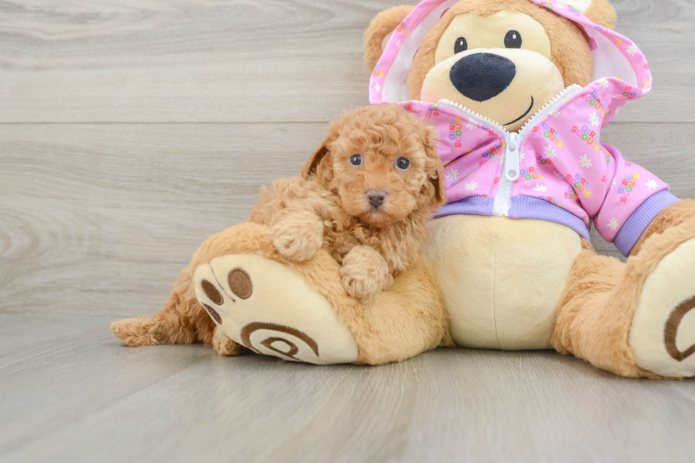 Poodle Pup Being Cute