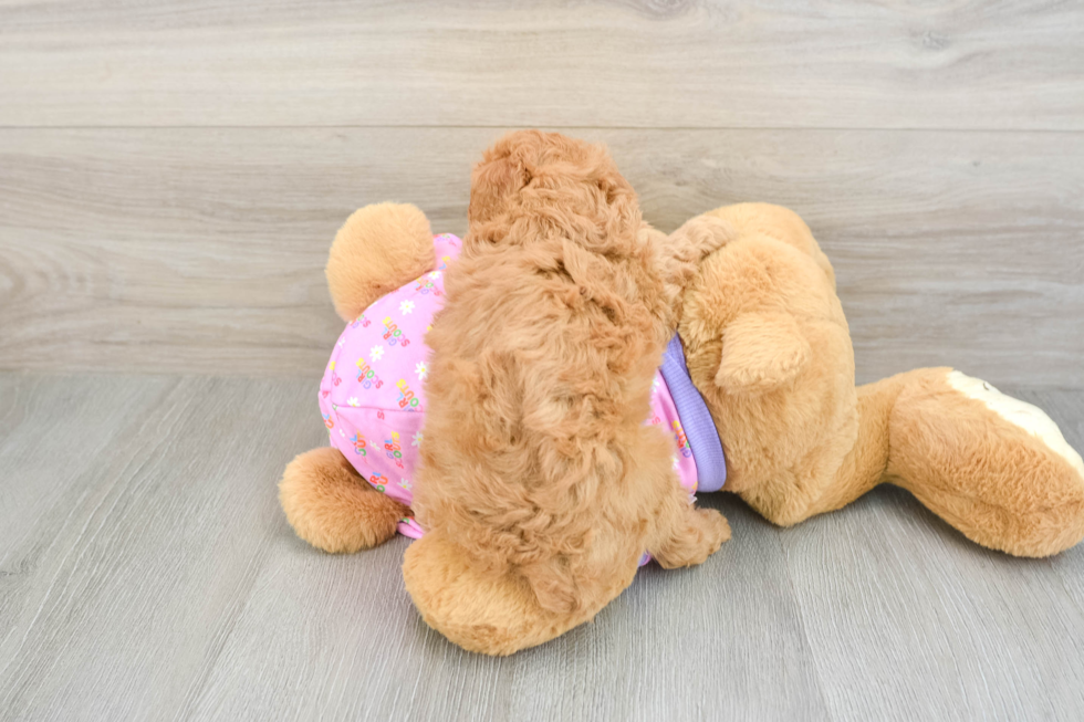 Smart Caniche Purebred Puppy