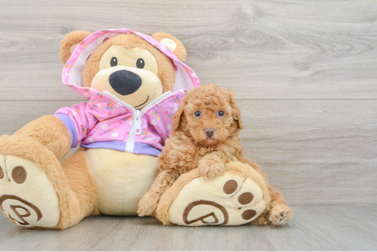 Poodle Puppy for Adoption