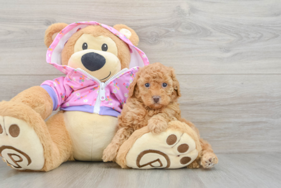 Poodle Puppy for Adoption