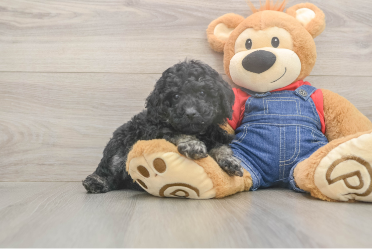 Hypoallergenic Poodle Baby