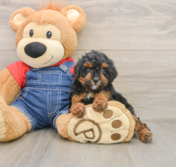 7 week old Poodle Puppy For Sale - Premier Pups