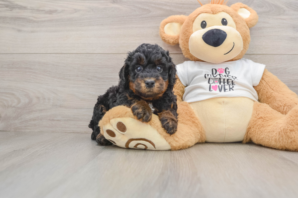 Poodle Puppy for Adoption