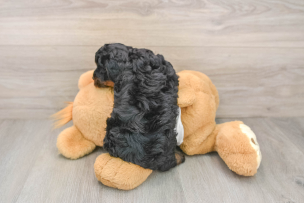 Playful Poodle Baby