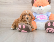 5 week old Poodle Puppy For Sale - Premier Pups