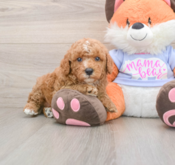 5 week old Poodle Puppy For Sale - Premier Pups