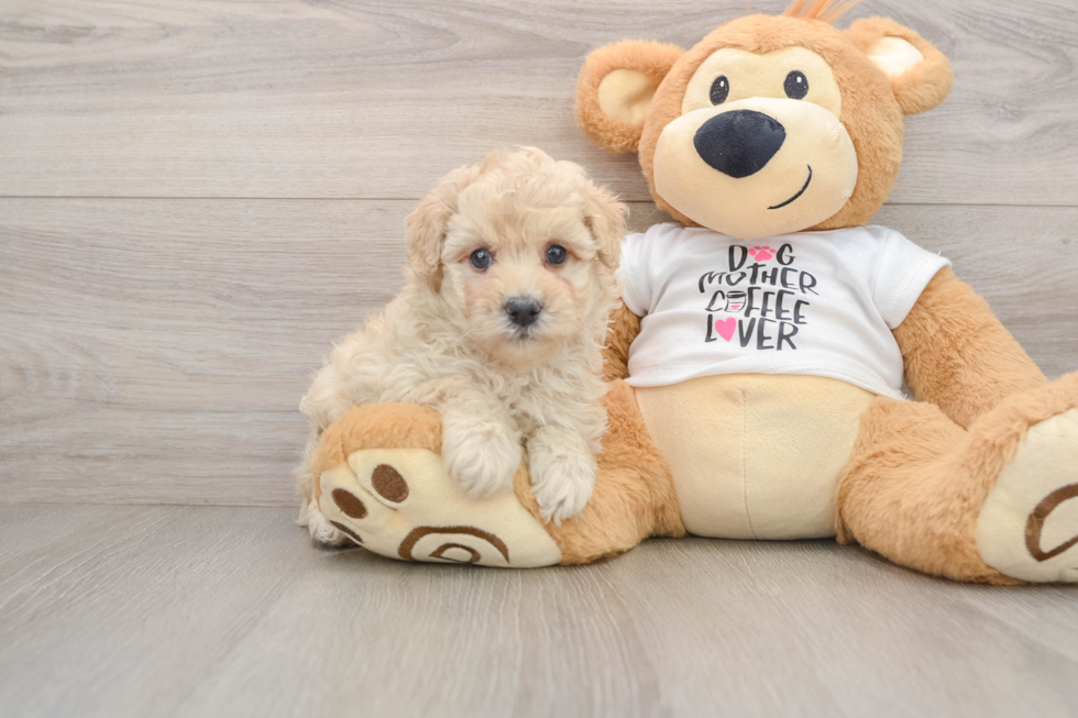 Happy Caniche Purebred Puppy