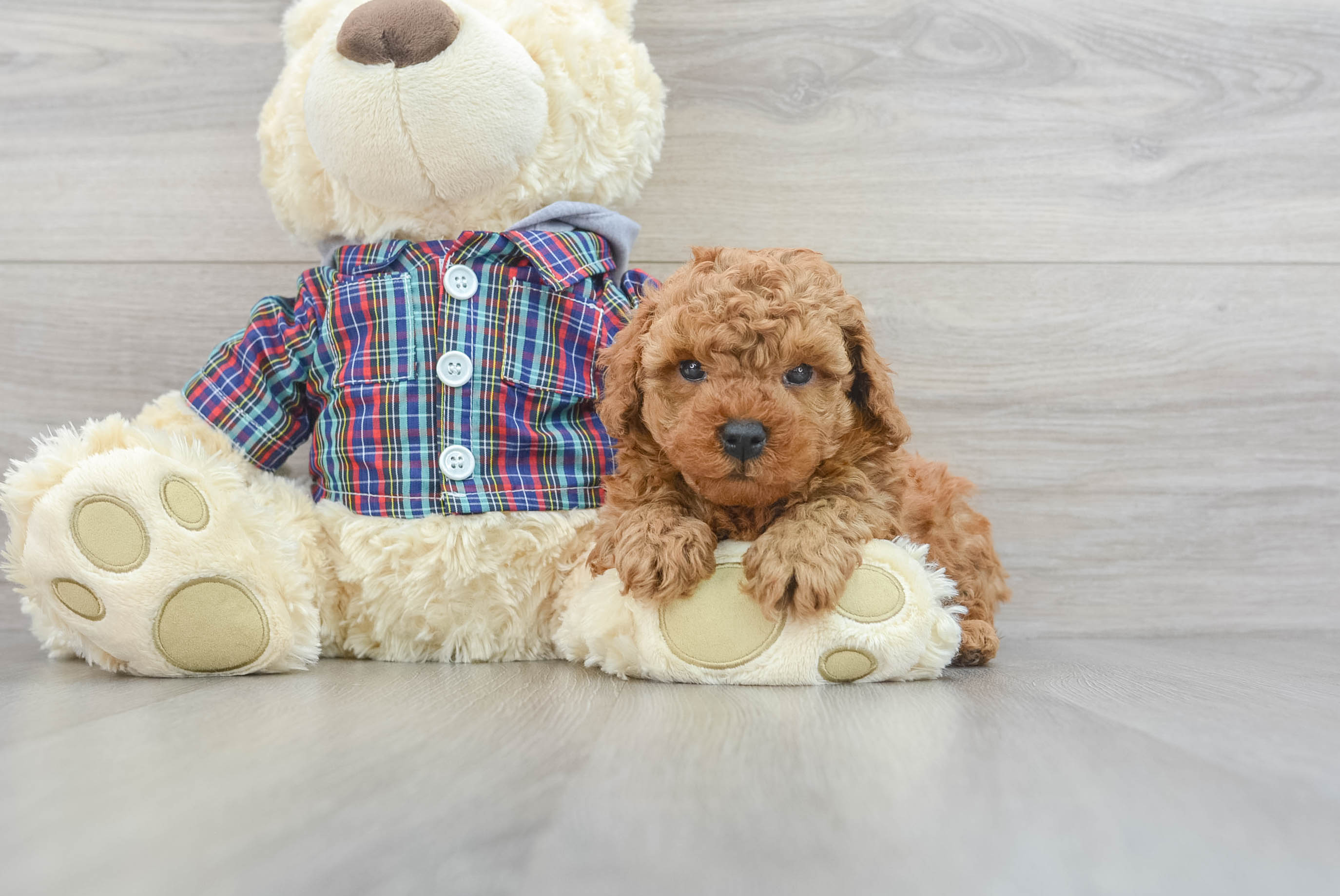 Adorable Pudle Purebred Puppy