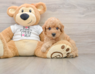 7 week old Poodle Puppy For Sale - Premier Pups