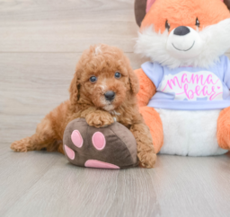5 week old Poodle Puppy For Sale - Premier Pups