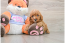 Small Poodle Baby