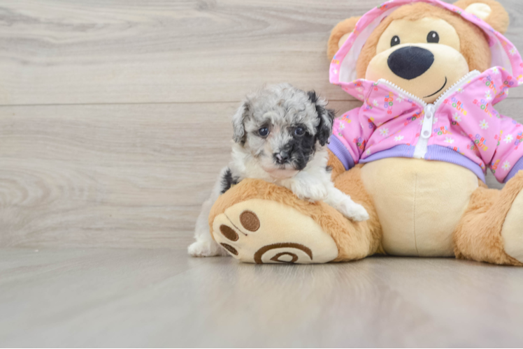 Little Poodle Purebred Pup
