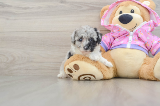 Little Poodle Purebred Pup