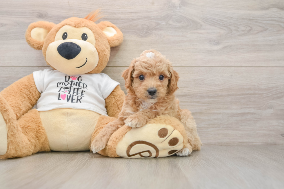 Poodle Pup Being Cute