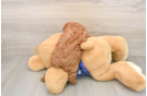 Poodle Puppy for Adoption