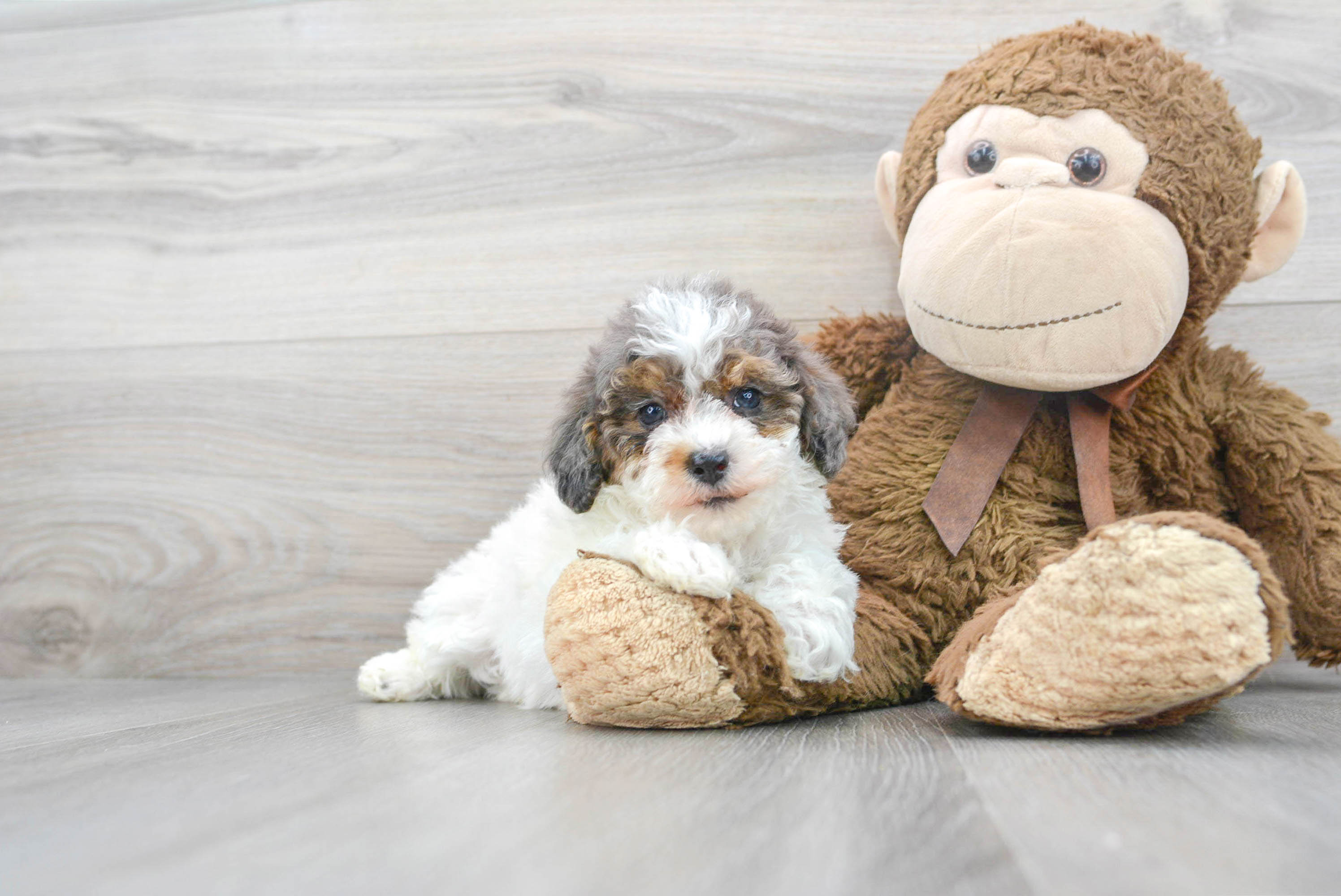 Best Poodle Baby