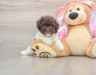 7 week old Poodle Puppy For Sale - Premier Pups