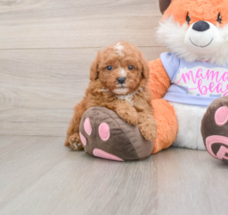 5 week old Poodle Puppy For Sale - Premier Pups