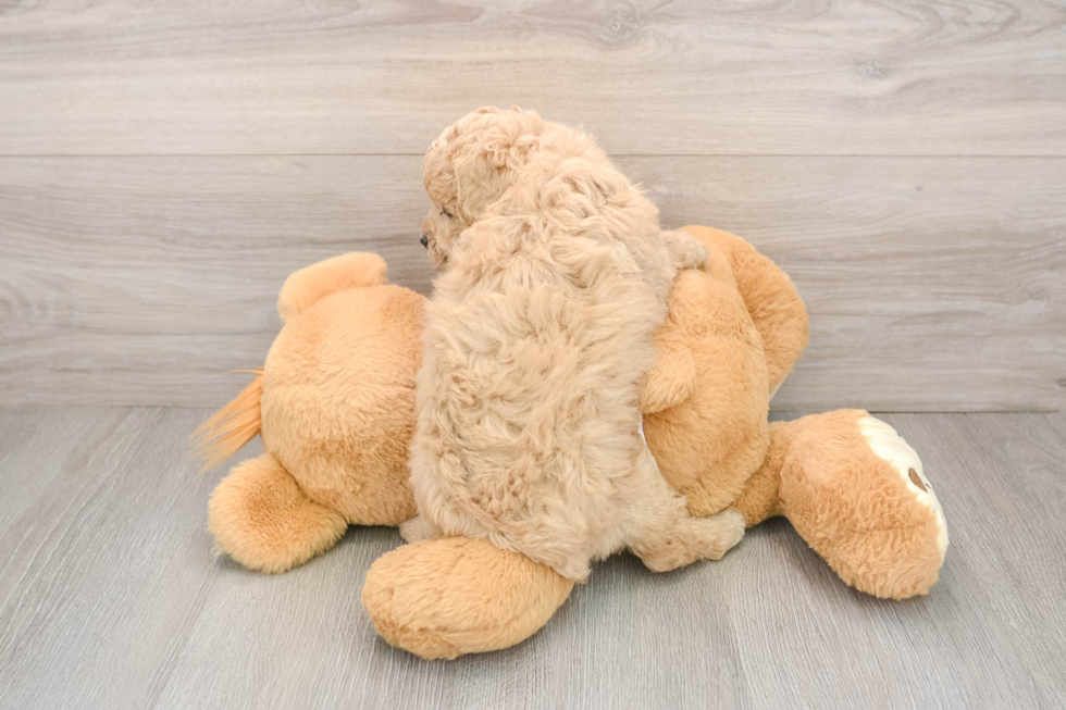 Playful Poodle Purebred Pup