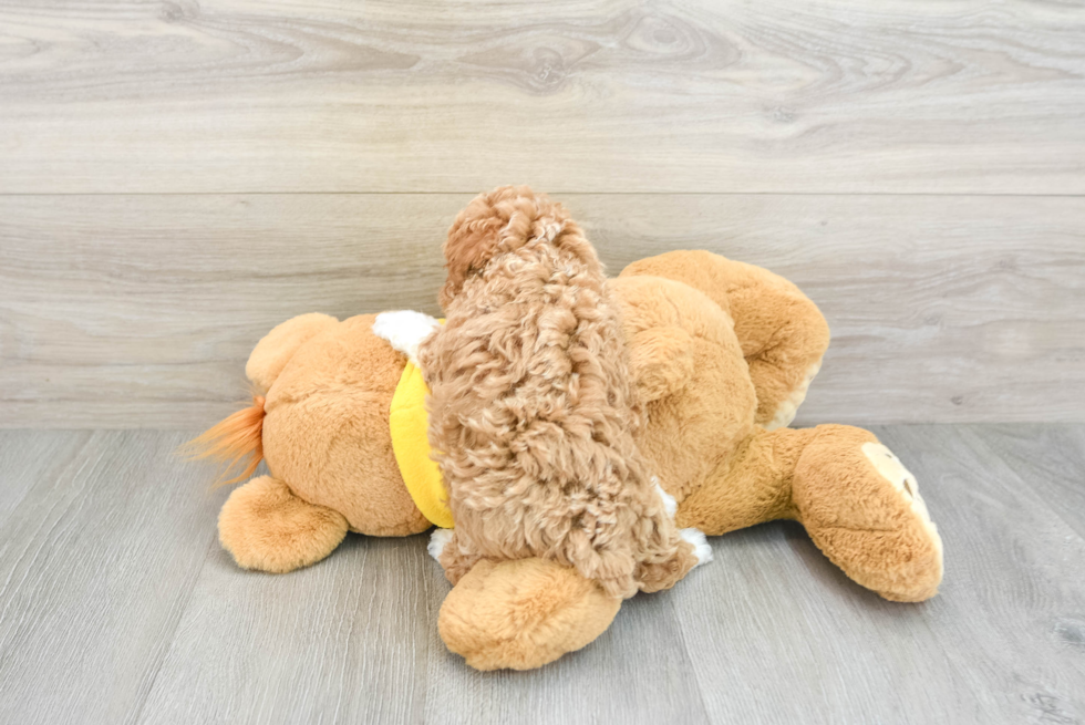 Poodle Puppy for Adoption