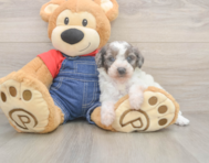 9 week old Poodle Puppy For Sale - Premier Pups