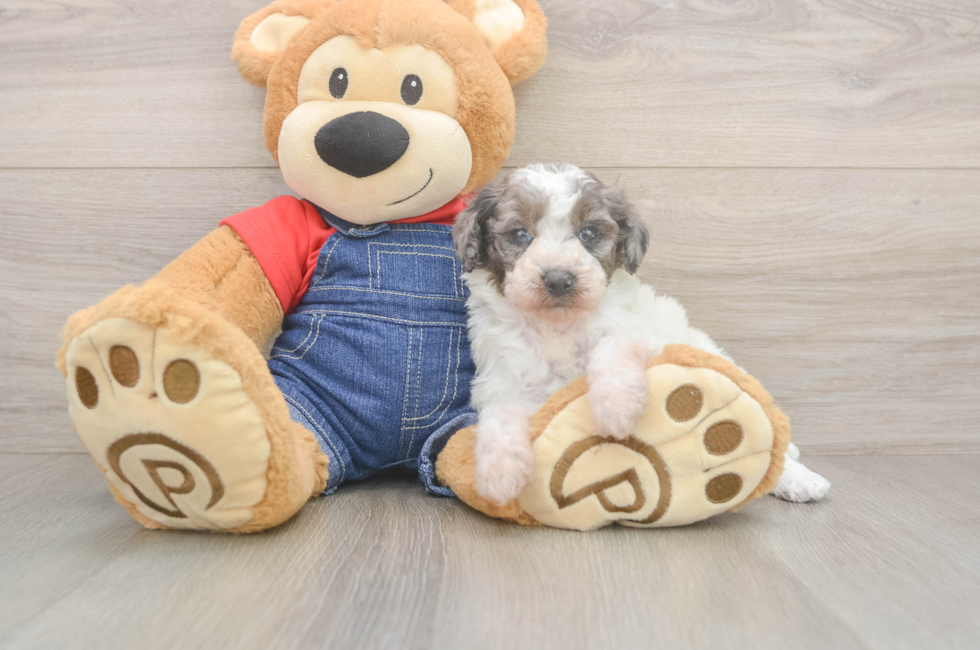 9 week old Poodle Puppy For Sale - Premier Pups