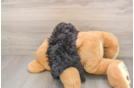 Friendly Poodle Baby