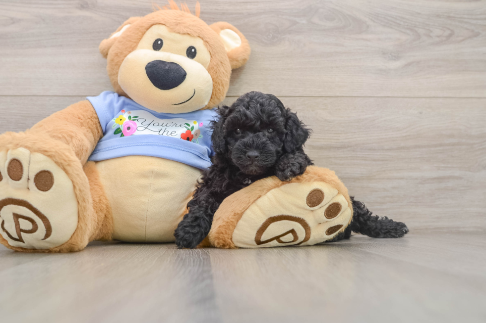 Smart Pudel Purebred Puppy