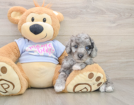 6 week old Poodle Puppy For Sale - Premier Pups