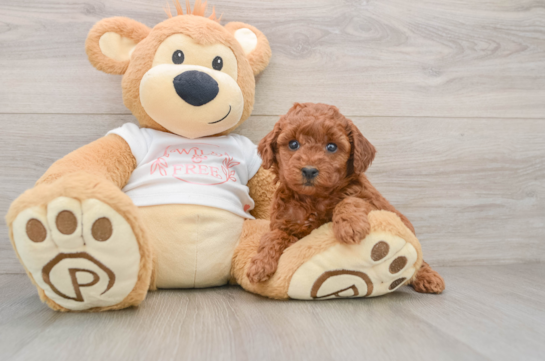 Sweet Pudel Purebred Puppy