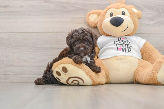 Hypoallergenic Poodle Purebred Pup