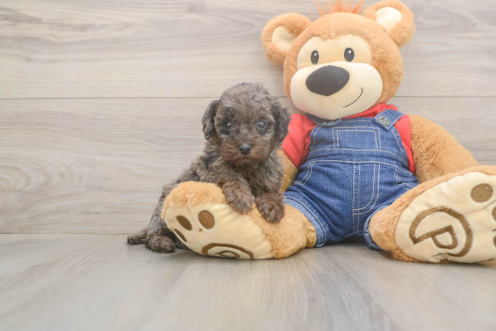 Smart Pooodle Purebred Puppy