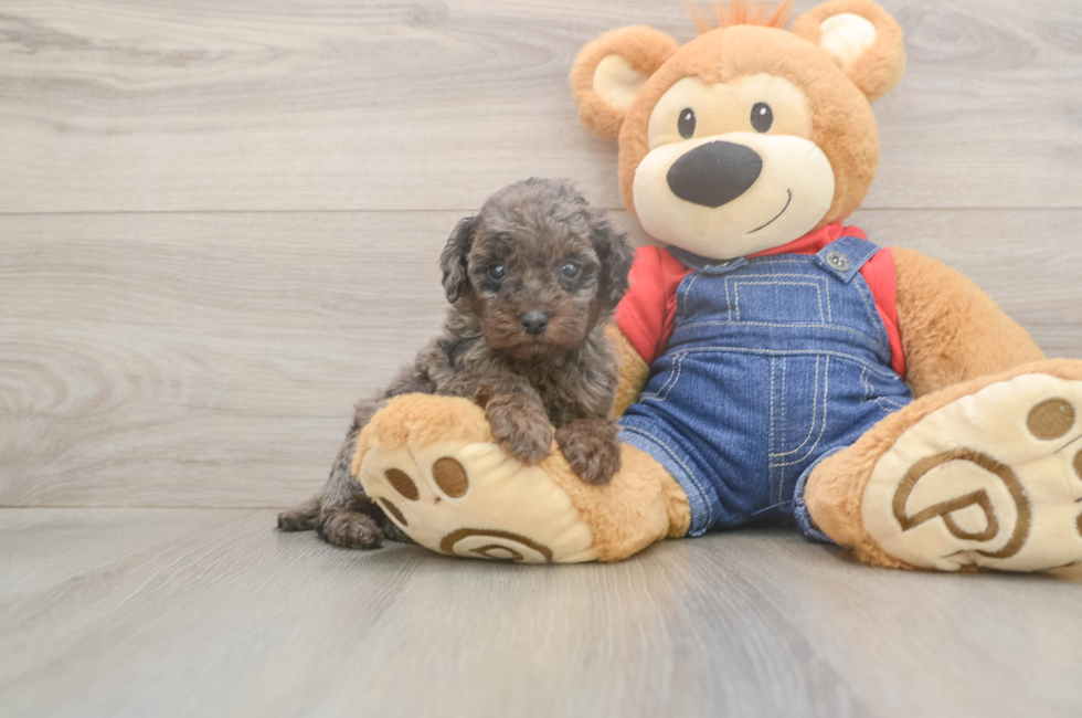 9 week old Poodle Puppy For Sale - Premier Pups