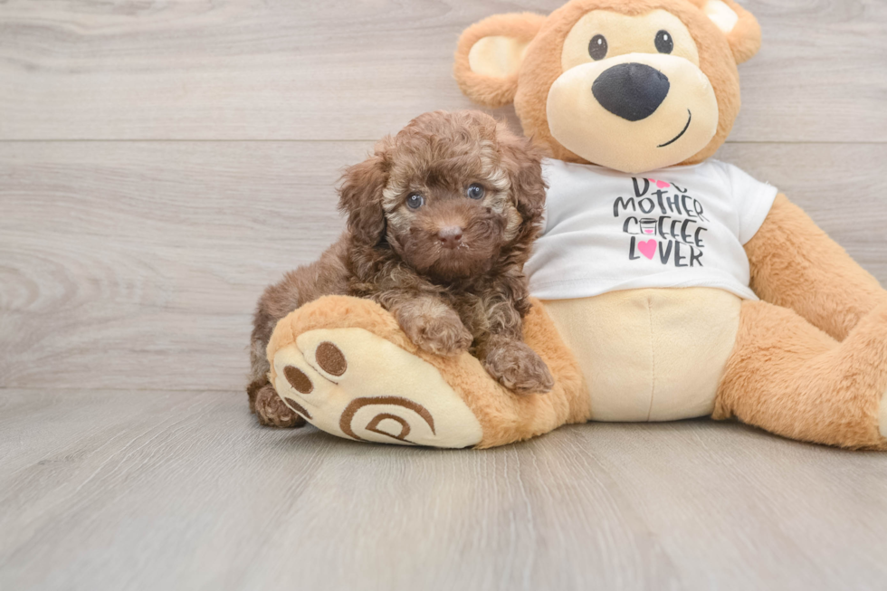 Smart Toy Poodle Purebred Puppy