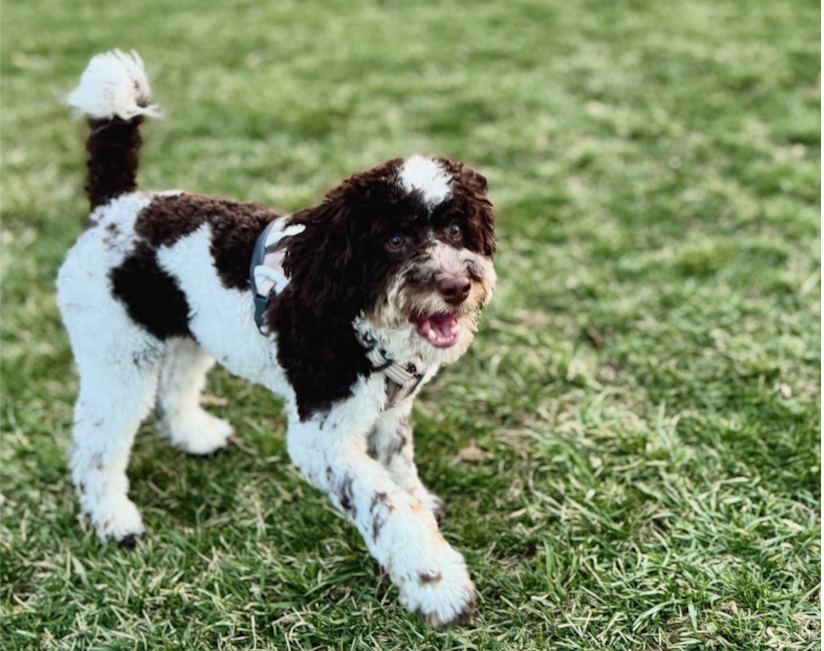 Popular Cockapoo Generations Explained: F1, F1b, F2, Multigen 