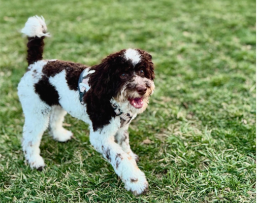 Popular Cockapoo Generations Explained: F1, F1b, F2, Multigen
