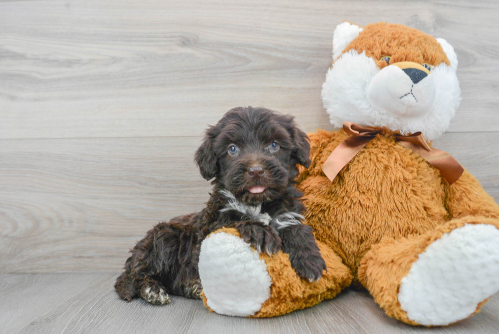 Best Portuguese Water Dog Baby