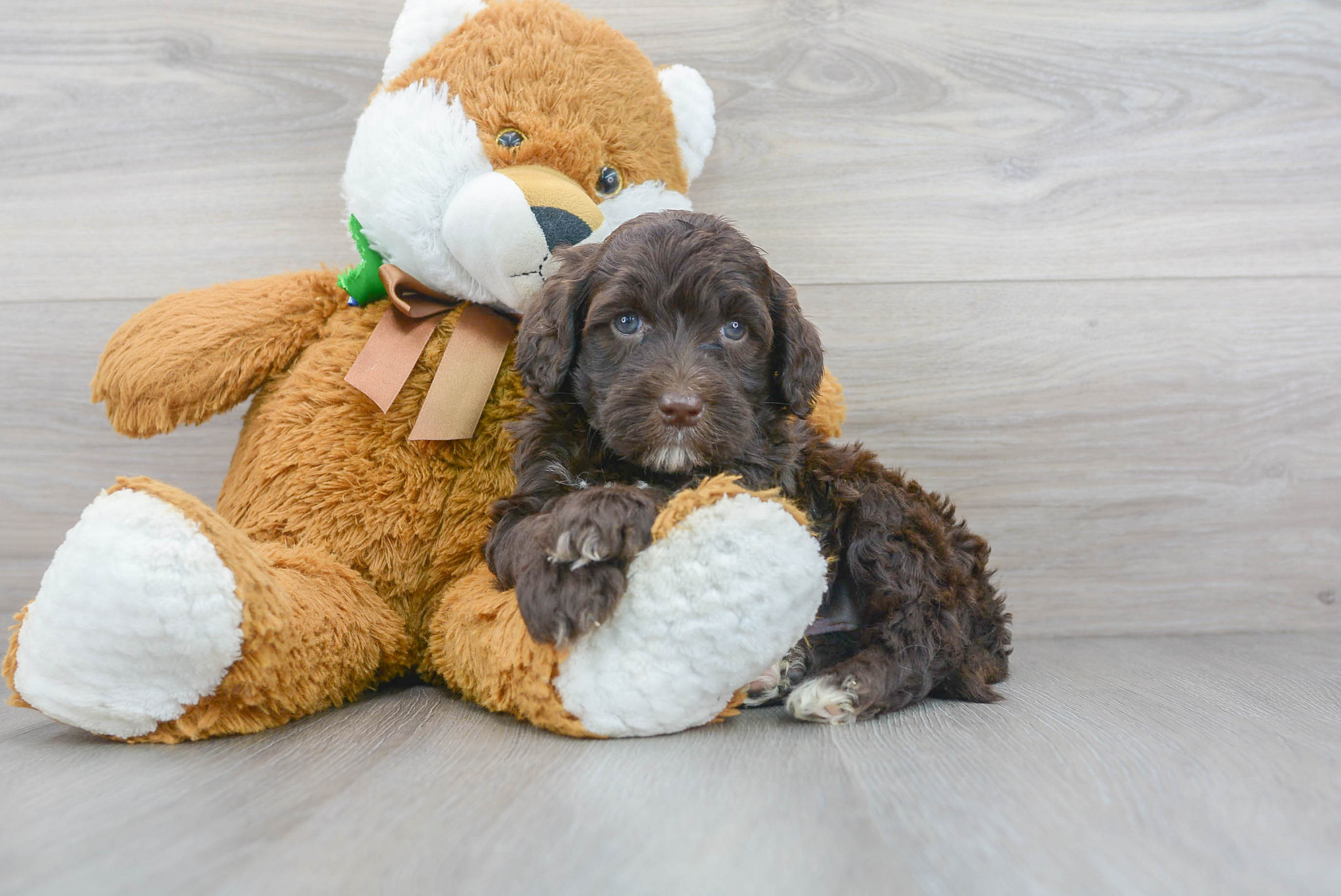 Portuguese Water Dog Pup Being Cute