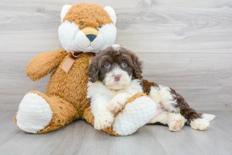 Best Portuguese Water Dog Baby