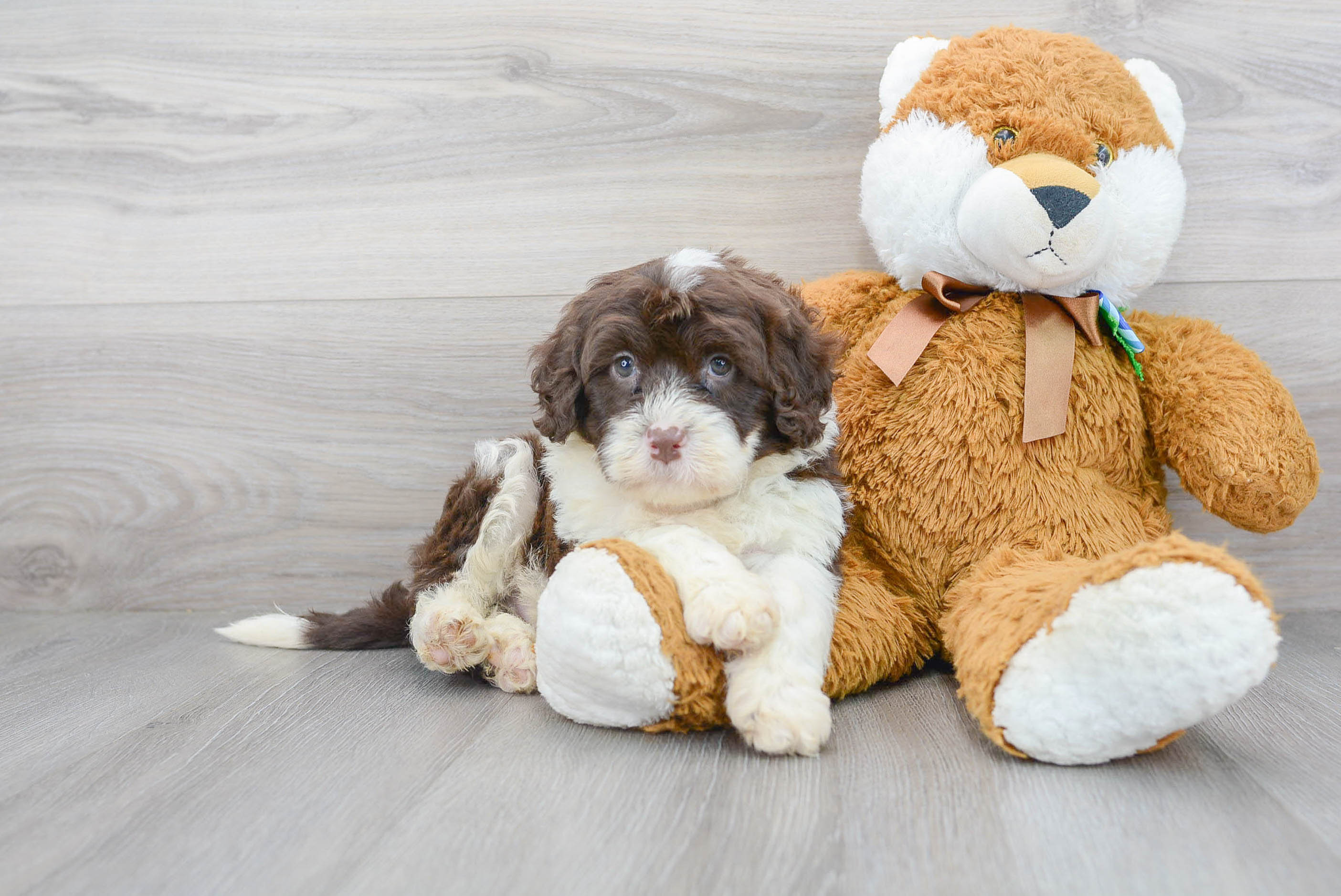 Portuguese Water Dog Pup Being Cute