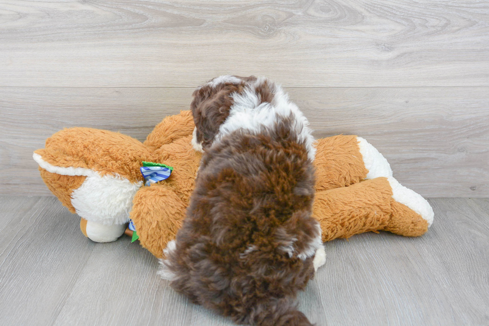 Portuguese Water Dog Puppy for Adoption