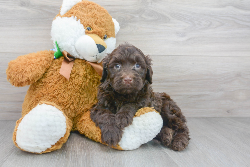 Popular Portuguese Water Dog Purebred Pup